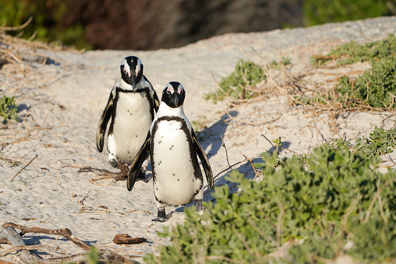 愛くるしいペンギンの姿をお楽しみください