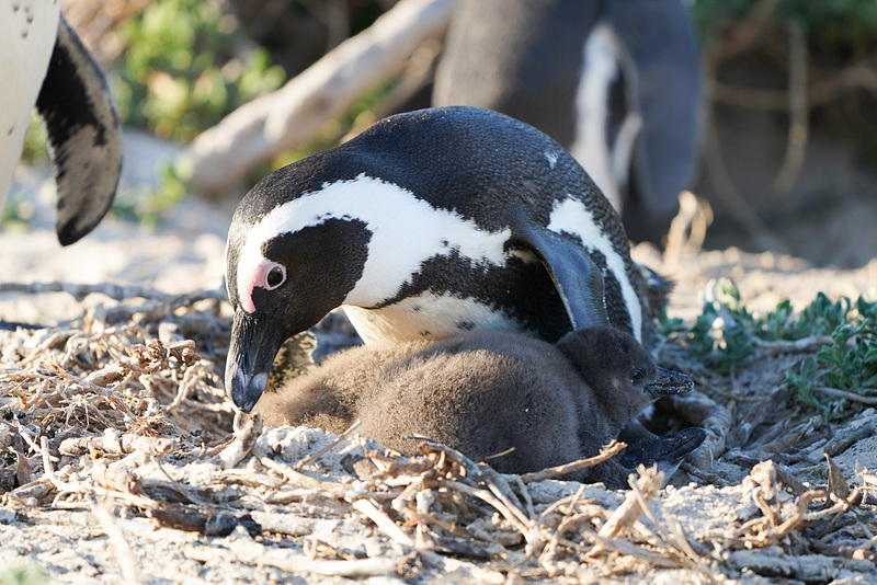 愛くるしいペンギンの姿をお楽しみください