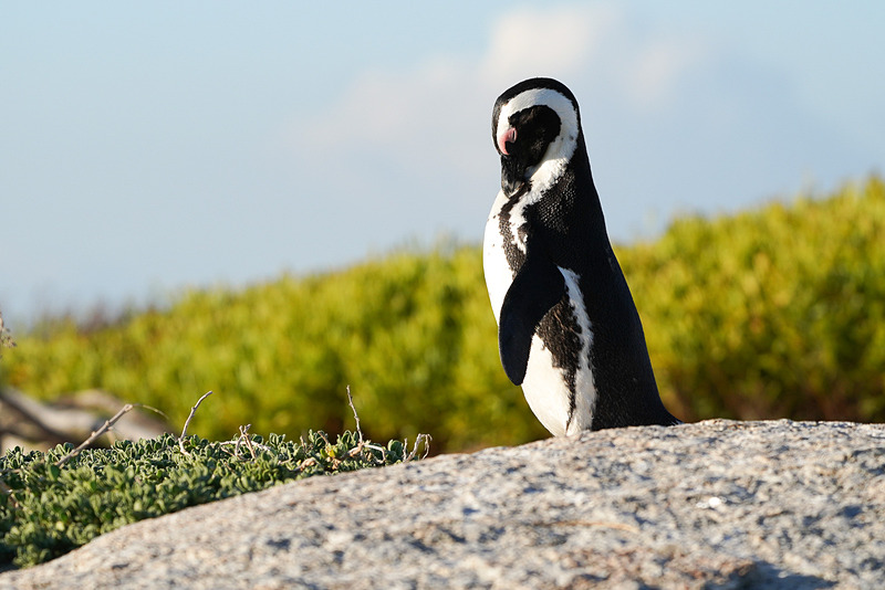 愛くるしいペンギンの姿をお楽しみください
