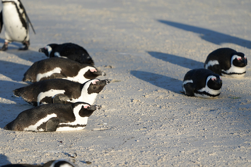 愛くるしいペンギンの姿をお楽しみください