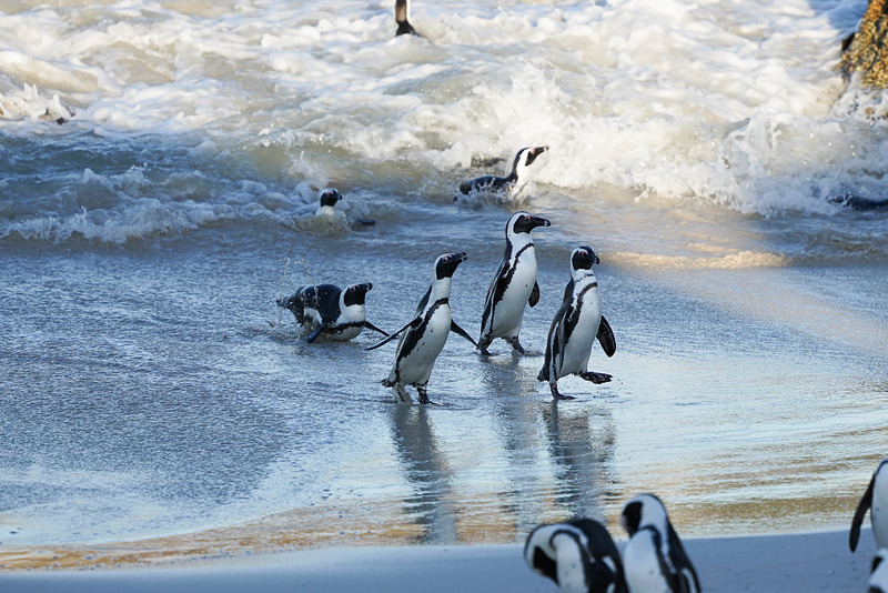 愛くるしいペンギンの姿をお楽しみください