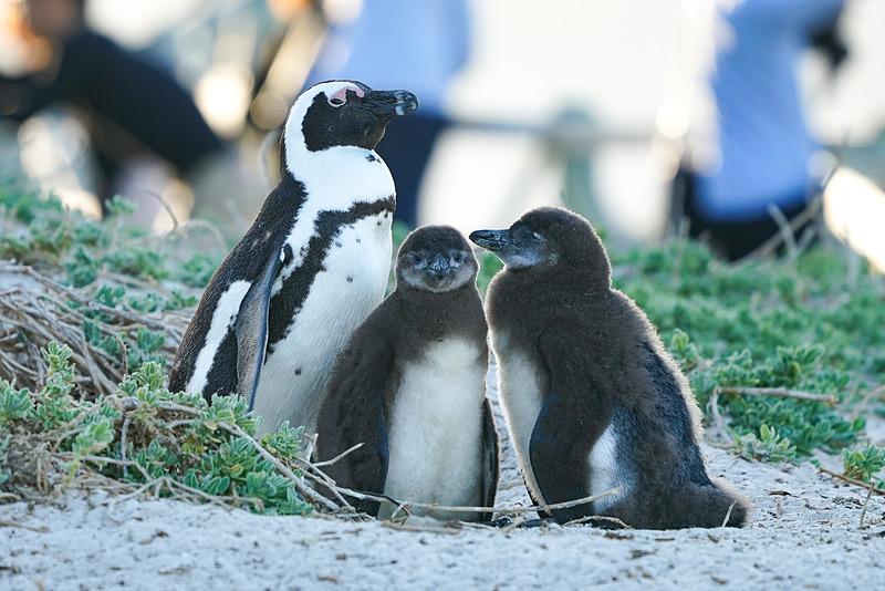 愛くるしいペンギンの姿をお楽しみください