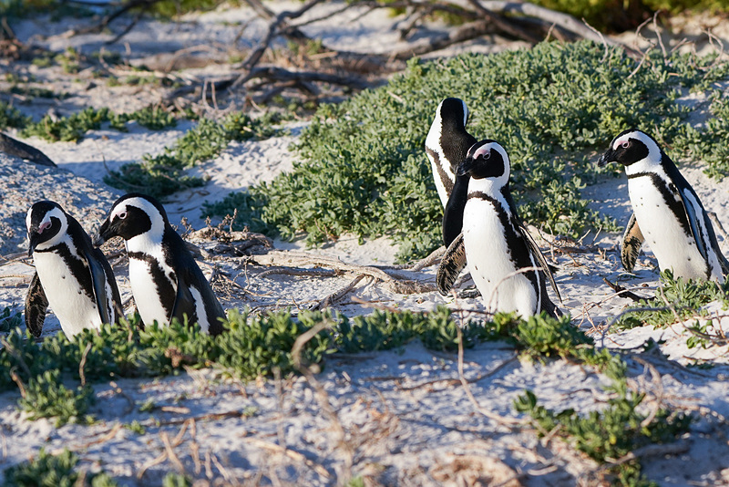 愛くるしいペンギンの姿をお楽しみください