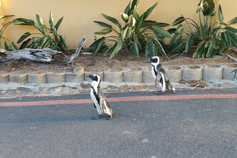 道路に出てきちゃうペンギンもいた