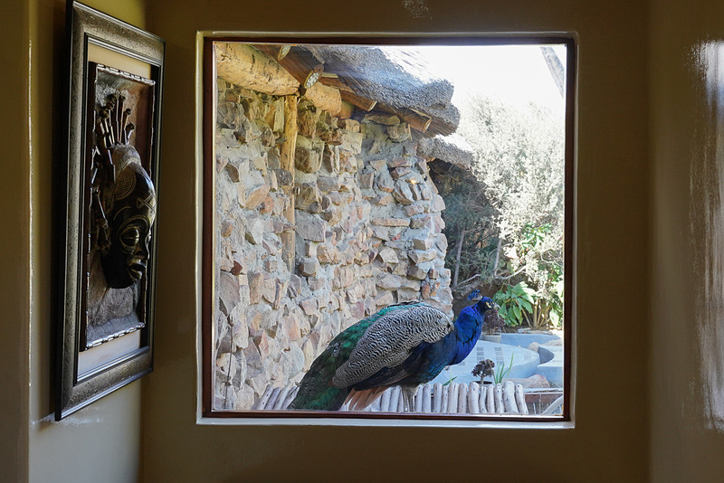 窓をふと見たら孔雀がいた