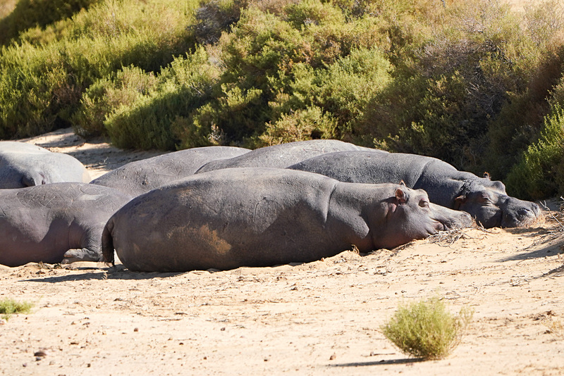 まずはカバの群れと遭遇。昼間はほぼ寝ているそう