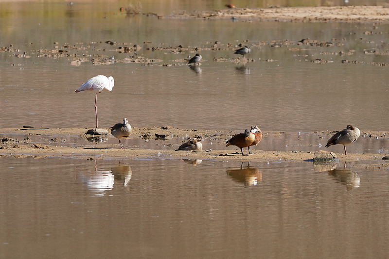 野鳥はとにかくたくさん遭遇する