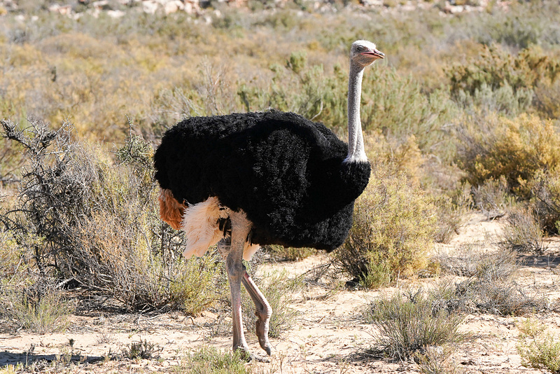ダチョウもたくさんいる
