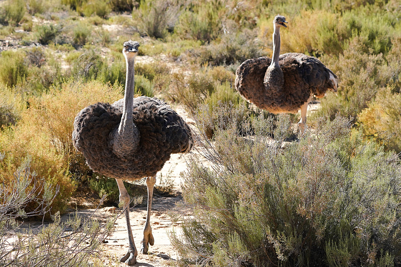 好奇心旺盛なのでサファリカーに寄ってくる