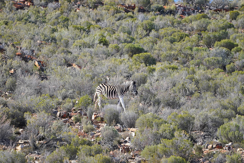 山からシマウマが下りてきた。通常は平地にいるので山にいるのは珍しい