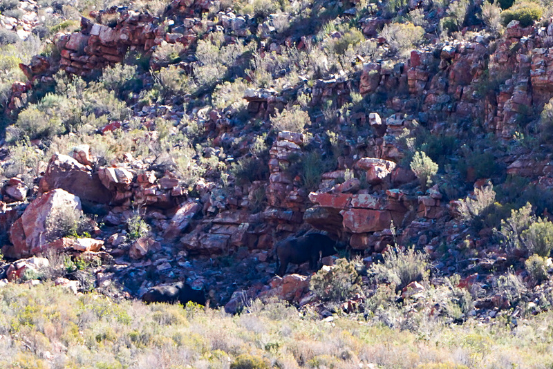 バッファローがいるとのことだが、肉眼ではまったく見えない。望遠レンズでもなんとなく見える程度