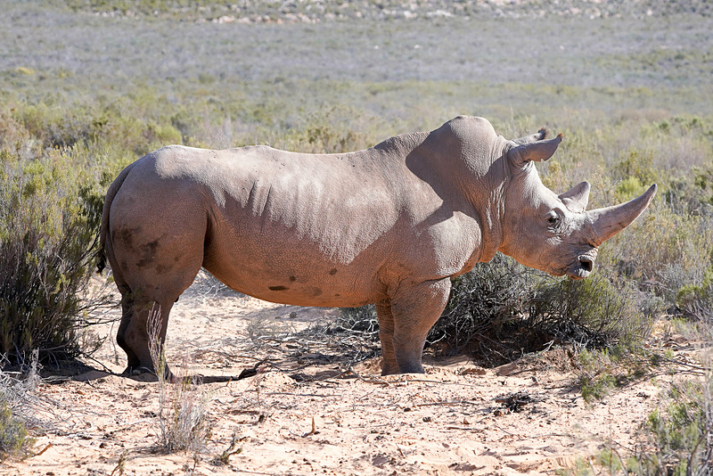 サイに遭遇。サイは絶滅の危機にある。図鑑のような写真が撮れた