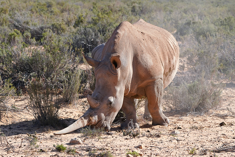 動くと土煙があがる