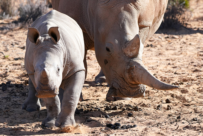 離れずに一緒に歩く