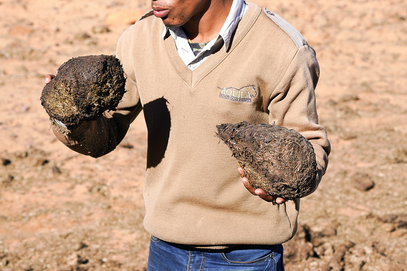 サイは雄と雌でウンチの匂いが違い、嗅ぎ分けて行動している