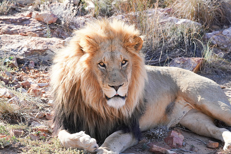 いきなりライオンと目が合ってしまった
