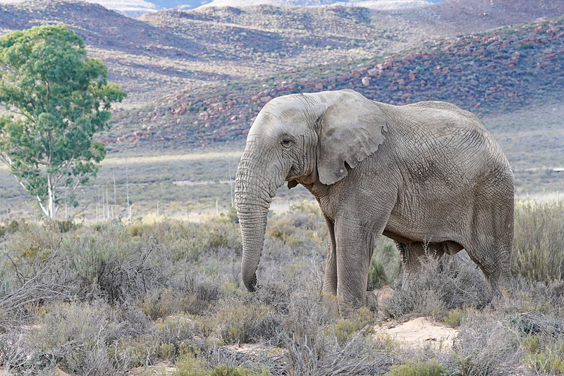 ゾウも近づいてきた