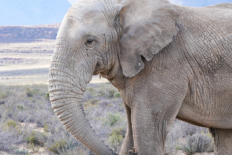 かなりサファリカーに近づいてくれた