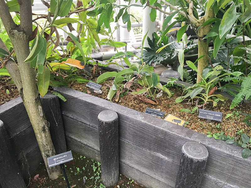 生き物を栄養にする食虫植物のコーナー