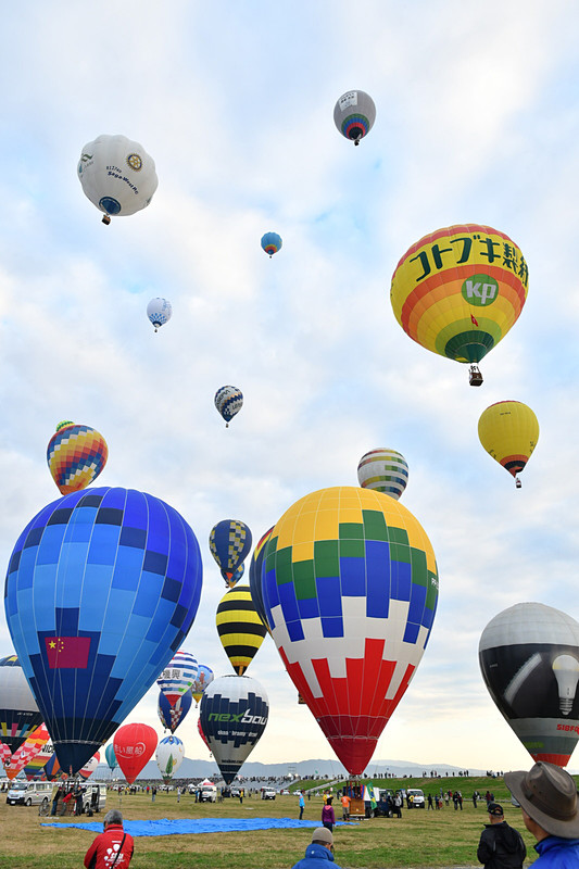 一斉に飛び立つ姿は圧巻の一言