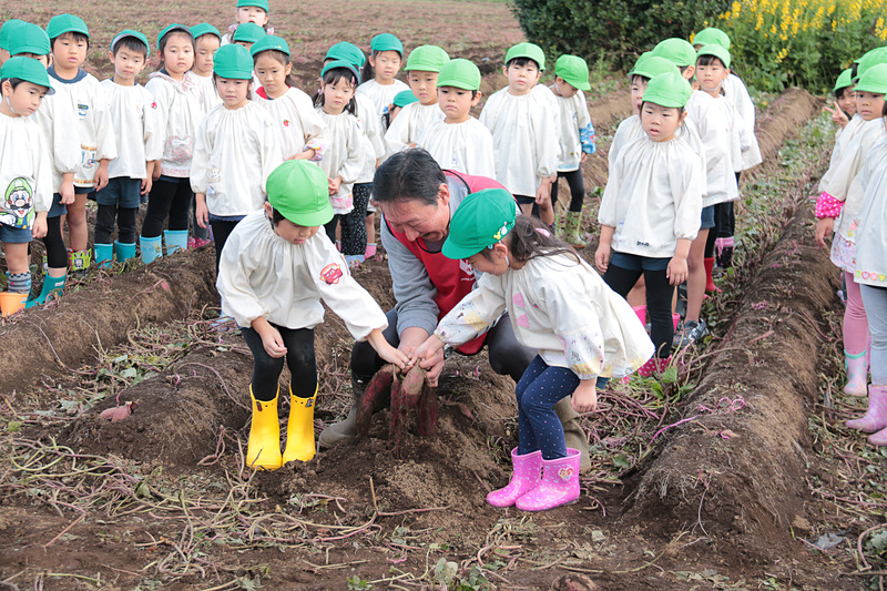初堀りの瞬間。JAL Agriportの鎌形社長と一緒にサツマイモを掘ったのは、園児代表の2人