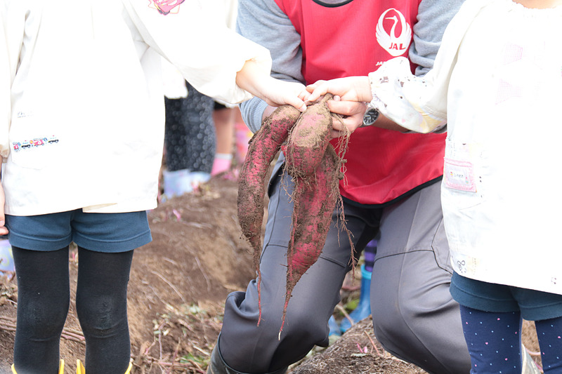 初堀りの瞬間。JAL Agriportの鎌形社長と一緒にサツマイモを掘ったのは、園児代表の2人