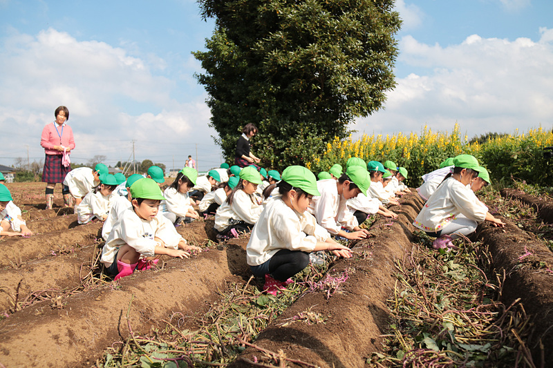 JAL Agriportの鎌形社長も先生たちと一緒に園児たちの芋掘りを手伝い、園児たちから「社長、手伝ってよ」と声をかけられていた