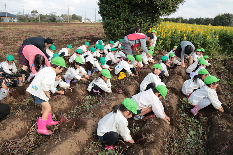 JAL Agriportの鎌形社長も先生たちと一緒に園児たちの芋掘りを手伝い、園児たちから「社長、手伝ってよ」と声をかけられていた
