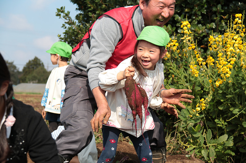 JAL Agriportの鎌形社長も先生たちと一緒に園児たちの芋掘りを手伝い、園児たちから「社長、手伝ってよ」と声をかけられていた