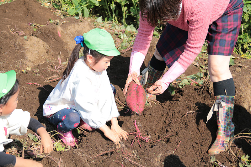 JAL Agriportの鎌形社長も先生たちと一緒に園児たちの芋掘りを手伝い、園児たちから「社長、手伝ってよ」と声をかけられていた
