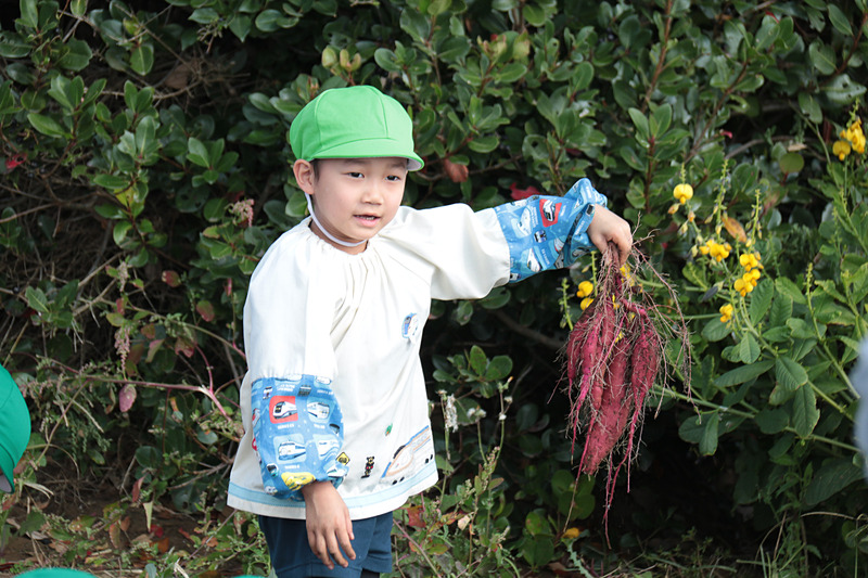 大きなサツマイモを掘り上げたときの、園児たちのうれしそうな表情