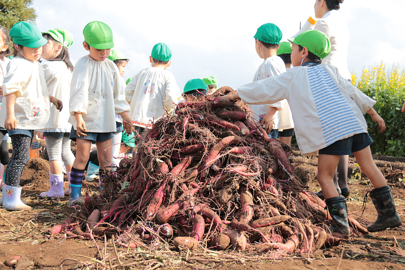 数十分の時間だったが、園児たちが掘り上げたサツマイモは山のように。スタッフによると300～400kgあるのではないかとのこと