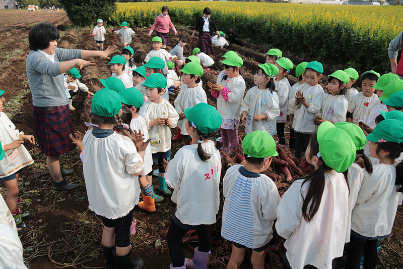 数十分の時間だったが、園児たちが掘り上げたサツマイモは山のように。スタッフによると300～400kgあるのではないかとのこと