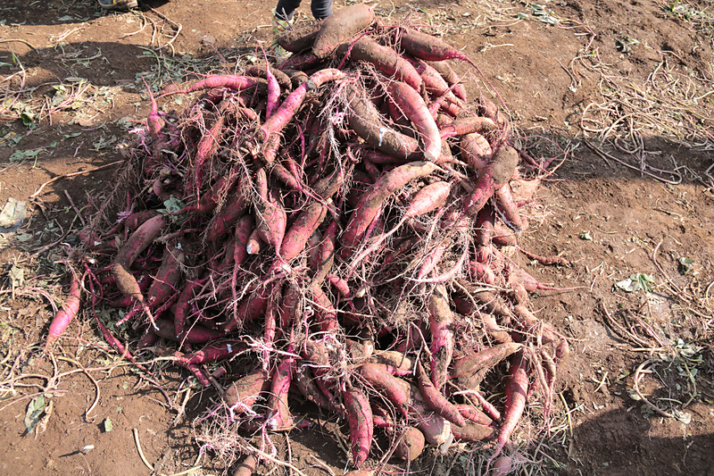 数十分の時間だったが、園児たちが掘り上げたサツマイモは山のように。スタッフによると300～400kgあるのではないかとのこと
