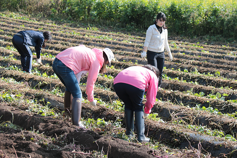 初収穫イベントが行われた当日も、JALグループ社員のボランティア約30名が収穫作業を行っていた