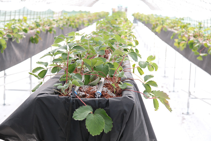 JAL Agriportの敷地内にあるハウスの中。12月からはイチゴの収穫が行われる予定