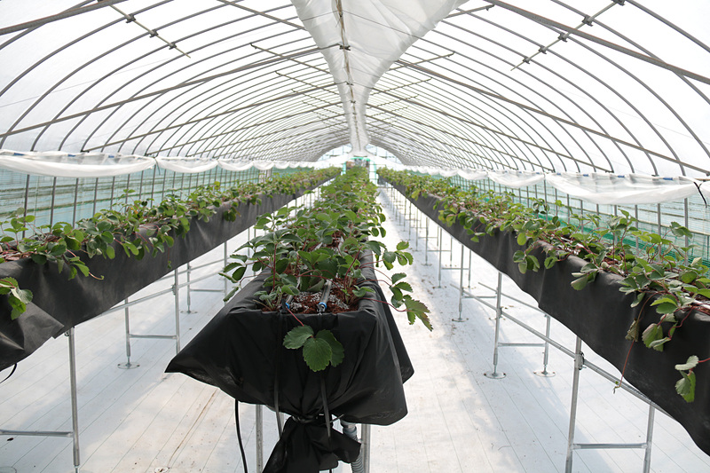 JAL Agriportの敷地内にあるハウスの中。12月からはイチゴの収穫が行われる予定