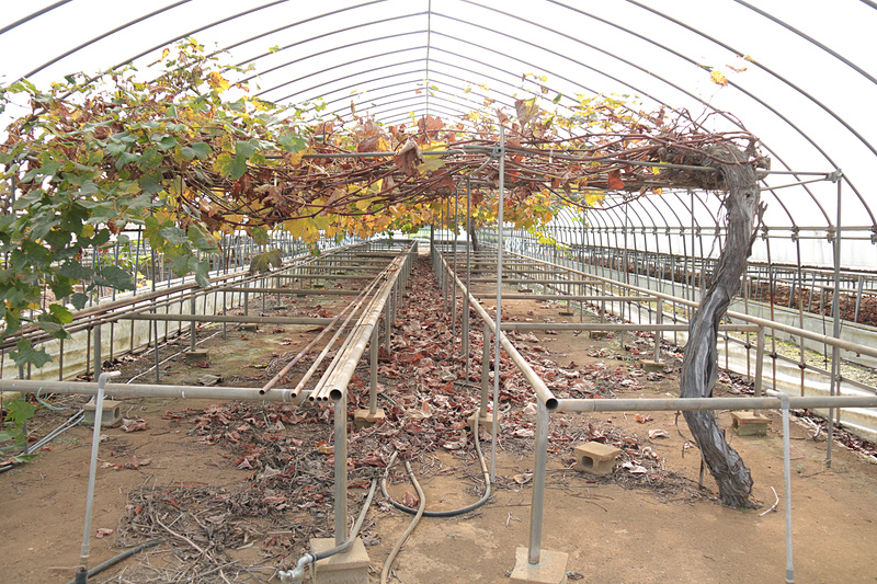 こちらは敷地内のハウスの中のブドウ