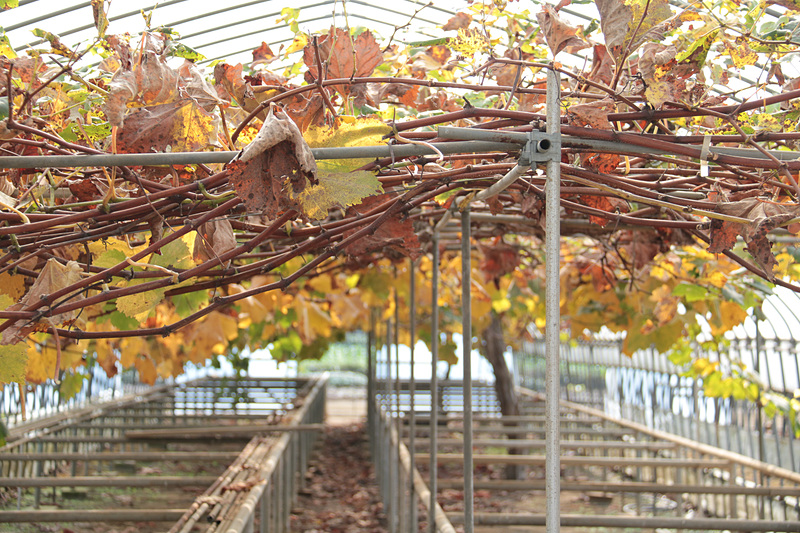 こちらは敷地内のハウスの中のブドウ