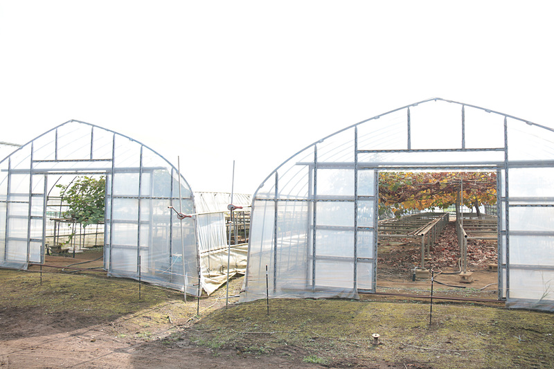 こちらは敷地内のハウスの中のブドウ