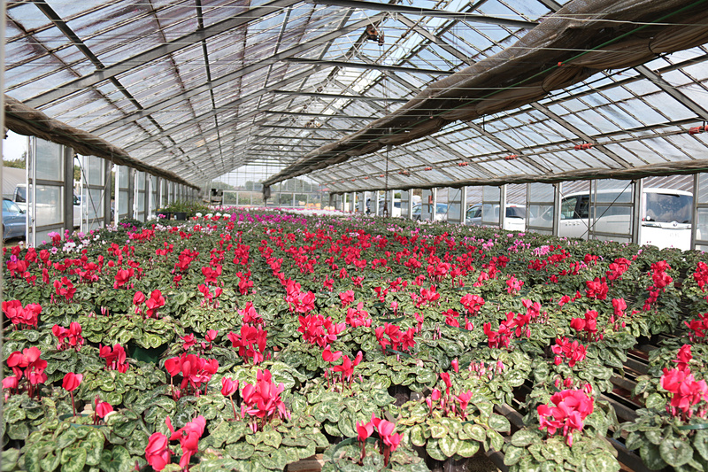 敷地内のハウスの中にシクラメンが栽培されていたが、これは地主の最後の出荷になるもので、出荷後に何を栽培するかは未定なようだった