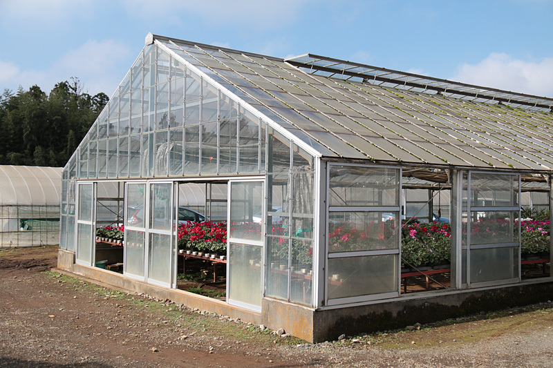 敷地内のハウスの中にシクラメンが栽培されていたが、これは地主の最後の出荷になるもので、出荷後に何を栽培するかは未定なようだった