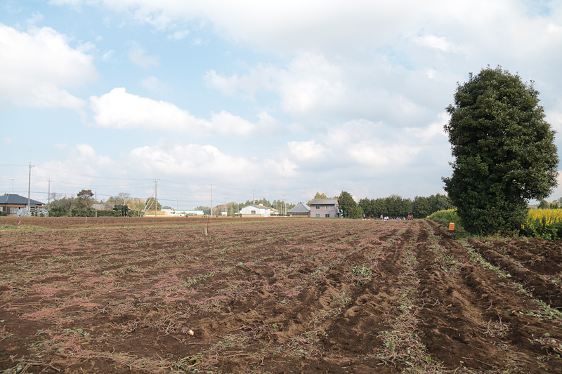 収穫中の広大なサツマイモ畑と緑肥。緑肥の間に駈られている部分があったが、これは上から見ると「JAL」の文字になっているとのことで、ドローンで上空から撮影した映像を近日Webで公開する予定とのことだ