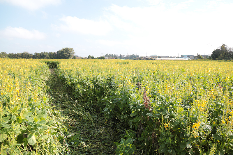 収穫中の広大なサツマイモ畑と緑肥。緑肥の間に駈られている部分があったが、これは上から見ると「JAL」の文字になっているとのことで、ドローンで上空から撮影した映像を近日Webで公開する予定とのことだ