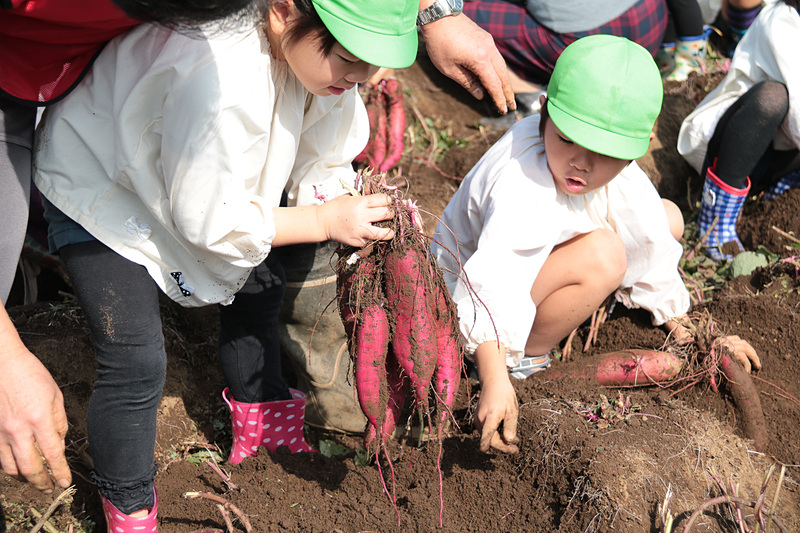 聖徳大学附属成田幼稚園の園児46名とJALグループのボランティアスタッフらがサツマイモ掘りを楽しんだ