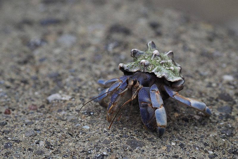 散策していると岩の隙間から植物が生えていたり、ヤドカリがいたり岩場に命の営みが見えたりします