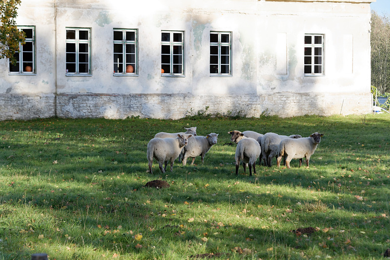 店のすぐ横では羊が放し飼いになっていた