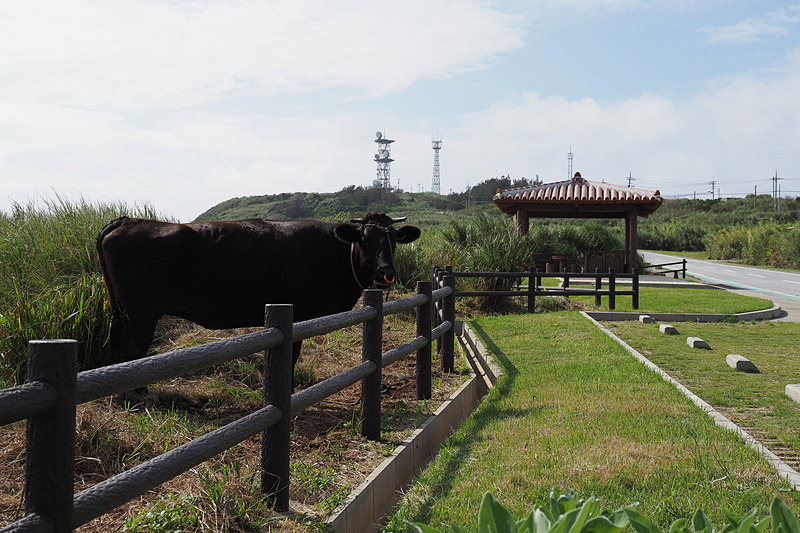 サイクリングを楽しんでいるとヤギとか牛とか猫とかに会います。村民よりもよく目にしました