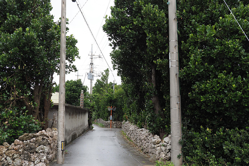 島の集落にある石垣と背の高いフク木の防風林