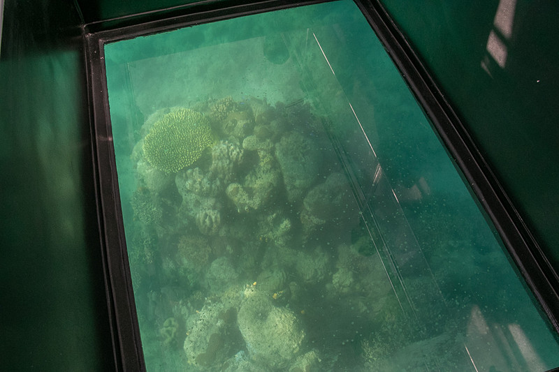 桟橋から底面がガラス張りで海の中を見られる「アヤナ ラコ タカ号」に乗り、サンゴや魚を見ながらの遊覧を楽しんだ